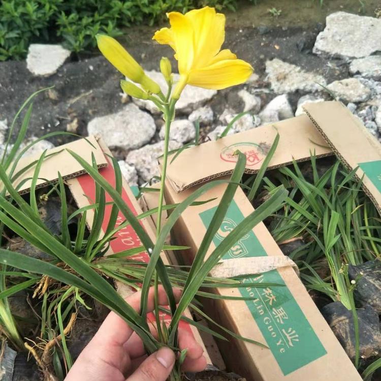 山东金娃娃萱草  金娃娃萱草小苗  金娃娃萱草苗圃直发