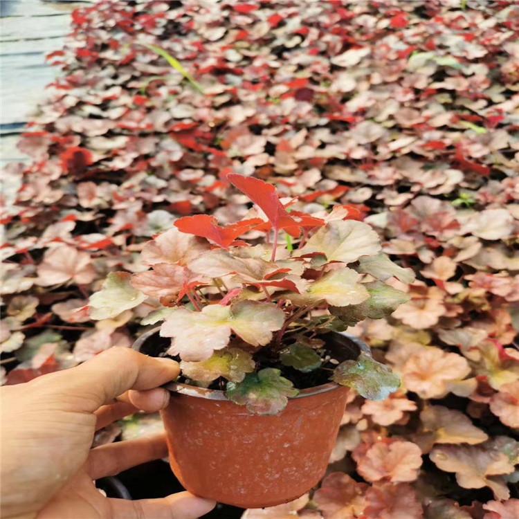 产地供应矾根  矾根培育  矾根植物种子苗