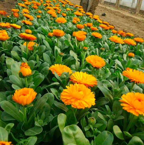 金盏菊价格 金盏菊基地
