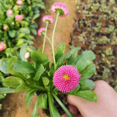 雏菊批发基地 雏菊图片 雏菊