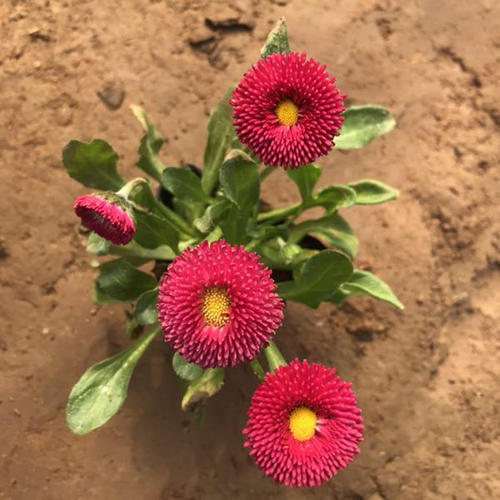 雏菊小苗 雏菊价格 雏菊批发基地