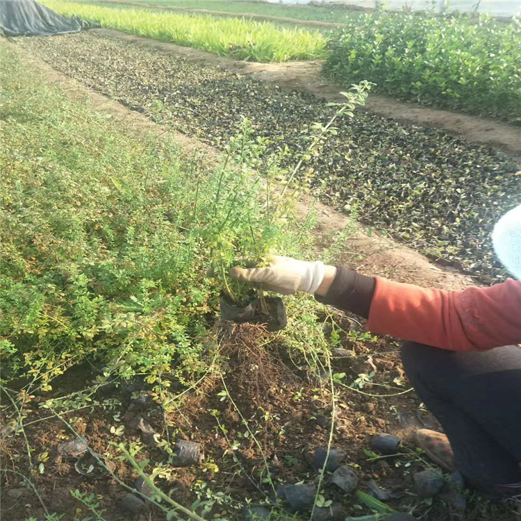 迎春批发价格 迎春花种植基地 迎春花供应出售 江瑞园艺迎春花种植厂家