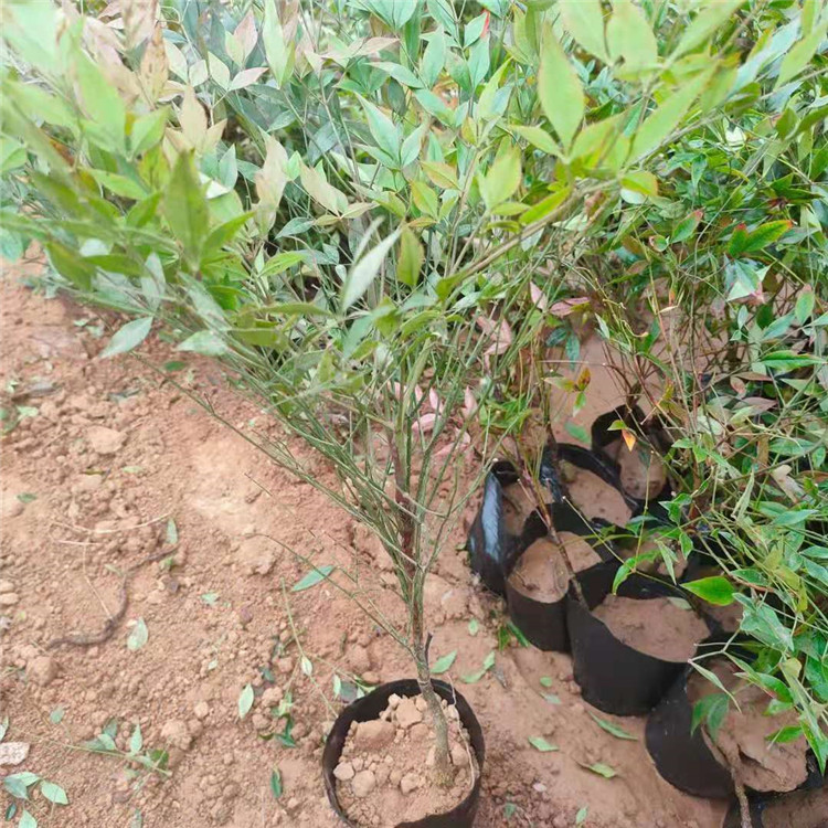 南天竹种植基地 南天竹批发价格 南天竹出售 江瑞园艺南天竹质优价廉欢迎选购