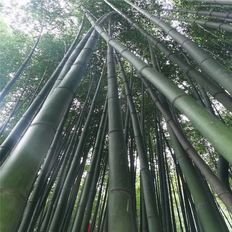 厂家直营竹子 好的竹子尽在江瑞园艺 售后有保障