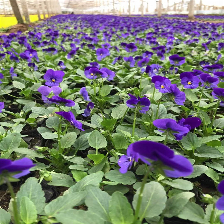 角堇 耐寒花卉角堇价格 青州角堇培育基地 大量角堇出售 价格优惠质量保证 