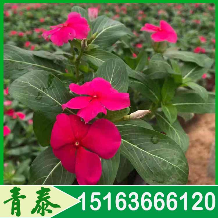青州天天开 天天开批发 青泰花卉