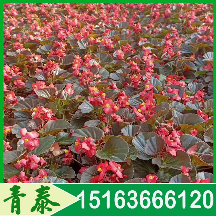 出售四季海棠四季海棠种植基地