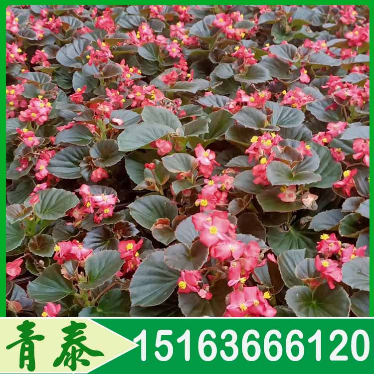 青泰四季海棠  四季海棠花苗  花香能够净化空气