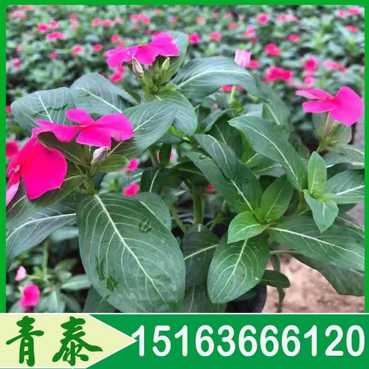 供应长春花 长春花基地 青泰花卉