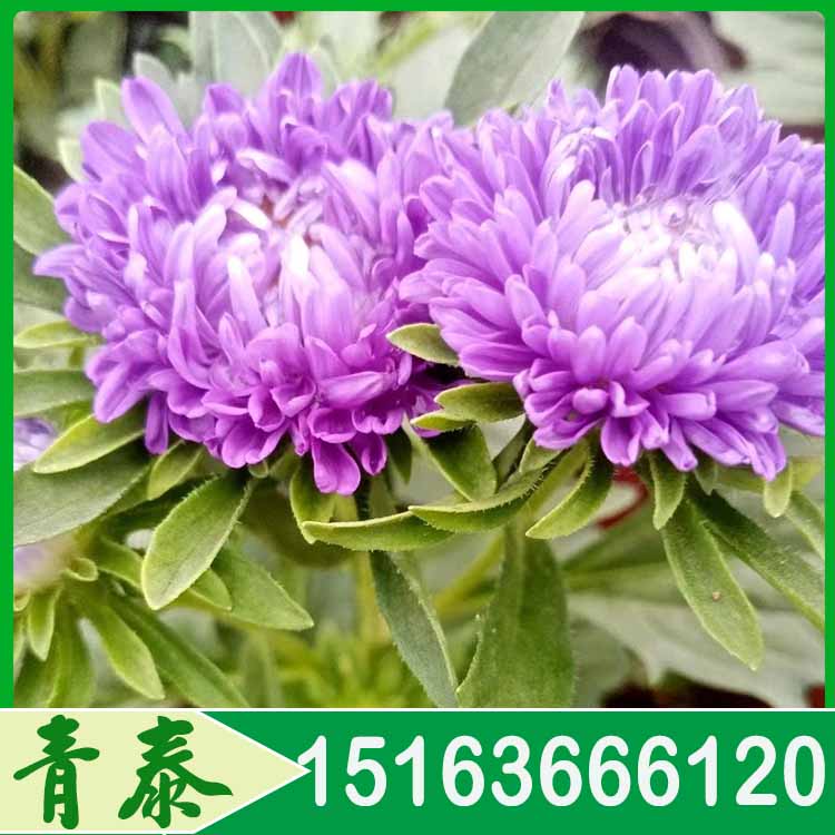 大量批发翠菊  翠菊种植基地  价格优惠