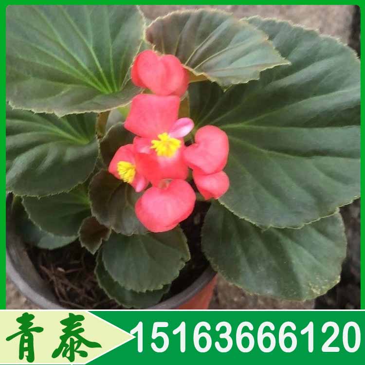 良景花卉出售四季海棠四季海棠批发