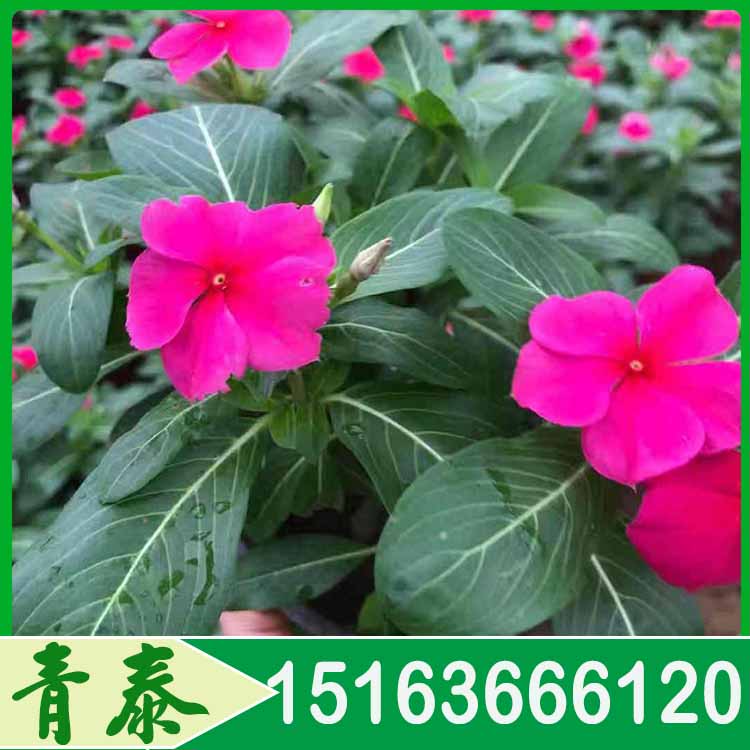 苗圃出售天天开 天天开批发商 欢迎咨询