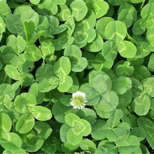 白三草 价格从优 青州种植基地 白三叶种子供应