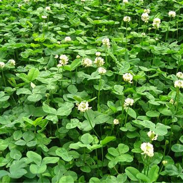 浩菲种植基地白三叶种子行情 车轴草 发芽好