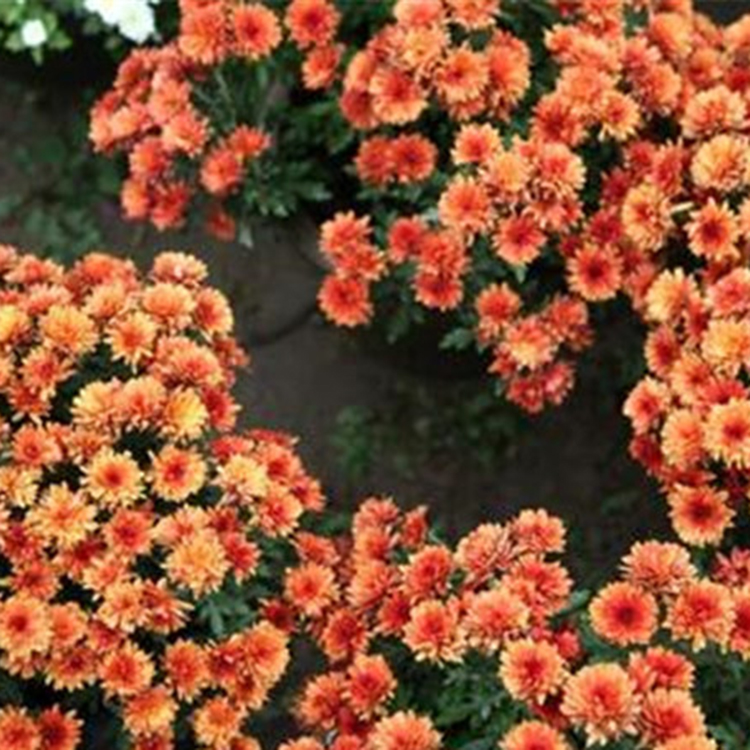 青州花卉花带用地被菊 良心好种子 地被菊种子报价