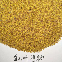 白车轴草 生长期达6年 山东花卉 白三叶种子供应