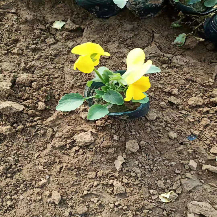 耐寒冬季草花三色堇大量出售  三色堇小苗价格  三色堇种植基地