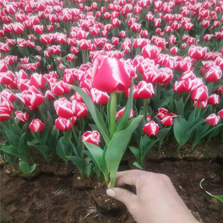 观赏冬季花郁金香种植基地     郁金香报价  郁金香小苗批发