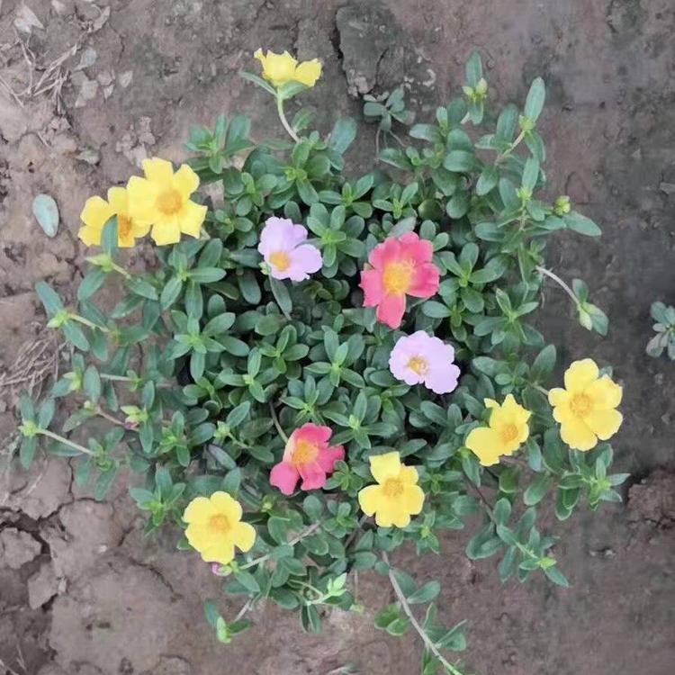 基地直销马齿苋 马齿苋小苗价格 山东马齿苋批发商