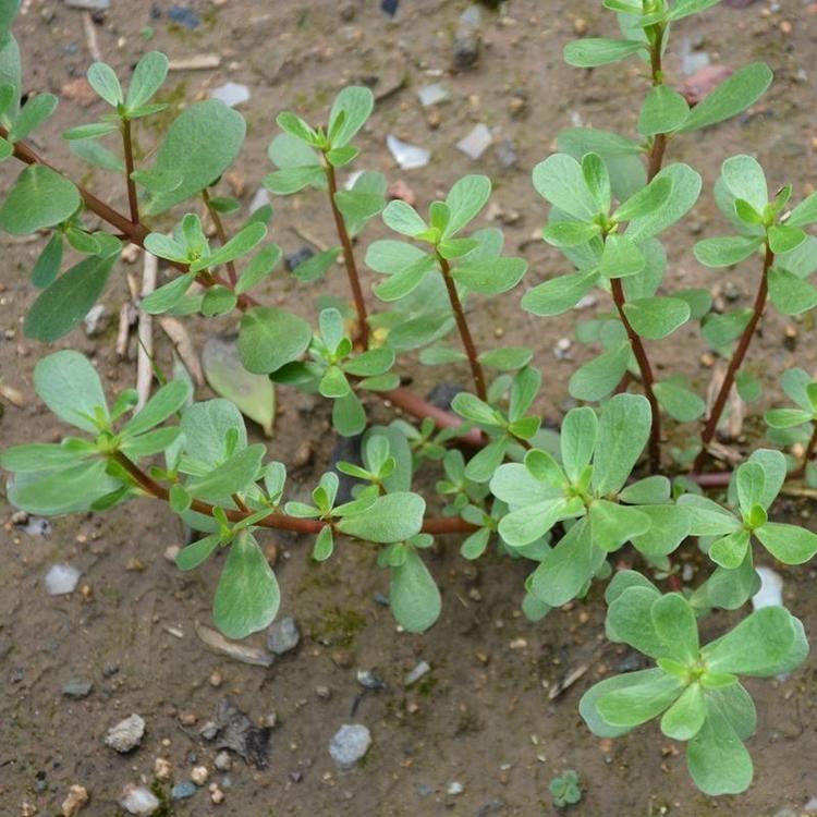 多花色马齿苋花苗 马齿苋批发商 山东马齿苋批发商