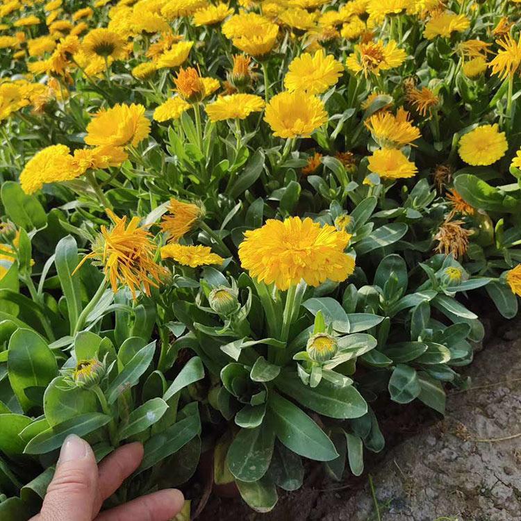 金盏花培育基地 金盏花 好货推荐锦帆金盏花