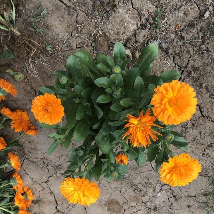 金盏花价格 金盏花盆栽价格 山东金盏花基地