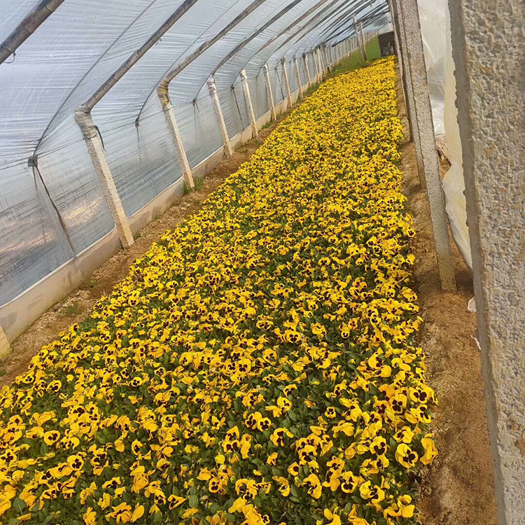 优良三色堇基地 三色堇基地直供 露天栽培花苗
