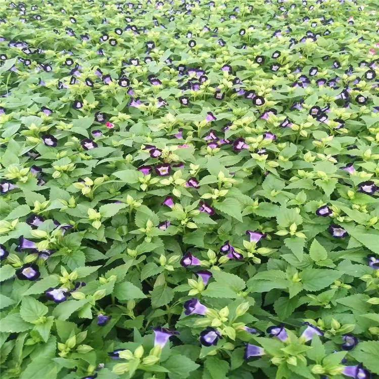 家庭养殖花卉 夏堇 夏堇供货商