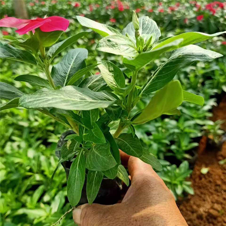 长春花价格 基地供应 草花种植基地直销