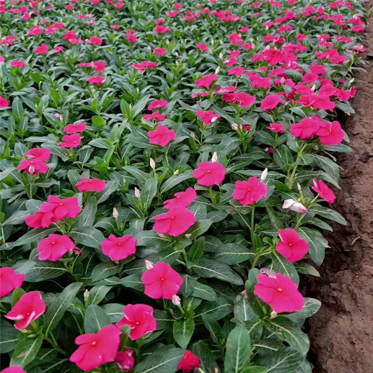 长春花花苗 天天开盆栽 花期长长春花