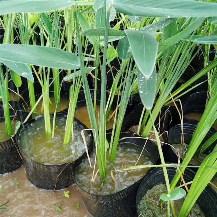 再力花预定 再力花小苗 庭院水体景观绿化苗