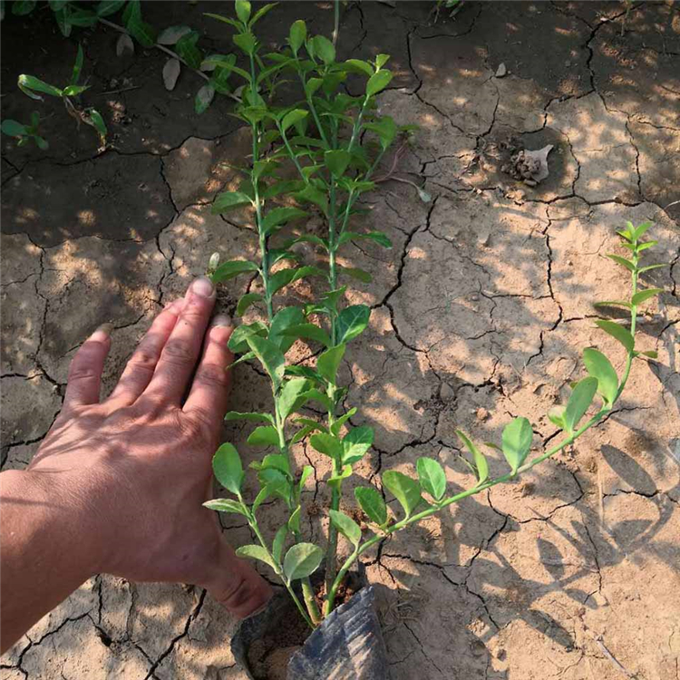 小叶扶芳藤种植基地 小叶扶芳藤生长期 青州小叶扶芳藤