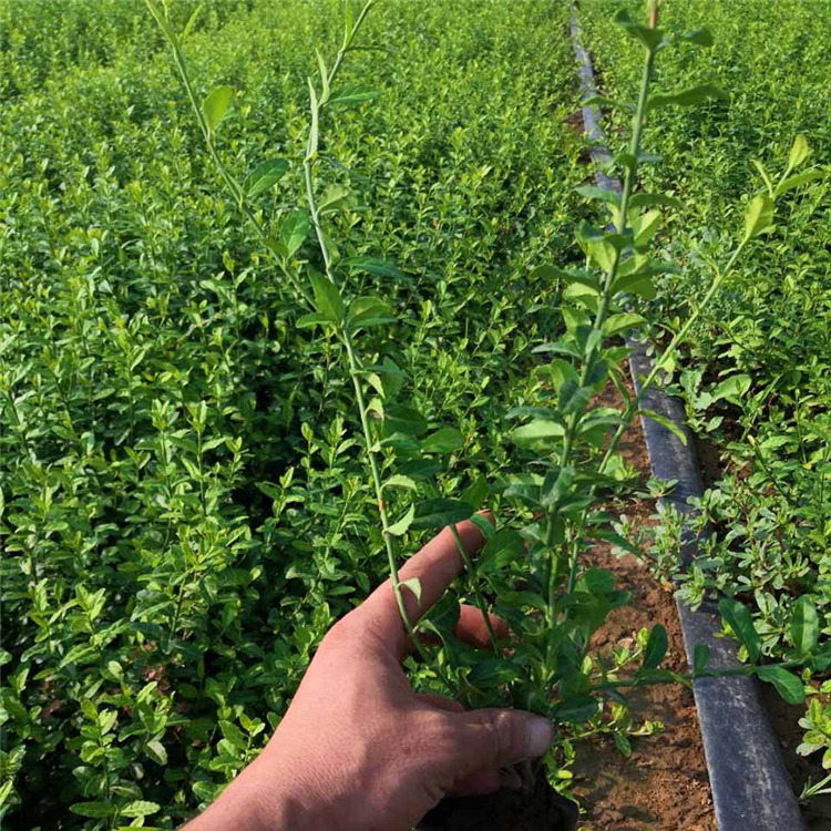 小叶扶芳藤种植基地 绿篱带绿化扶芳藤小苗 小叶扶芳藤报价