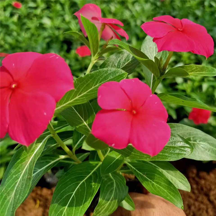 长春花 天天开价格 长春花基地直销