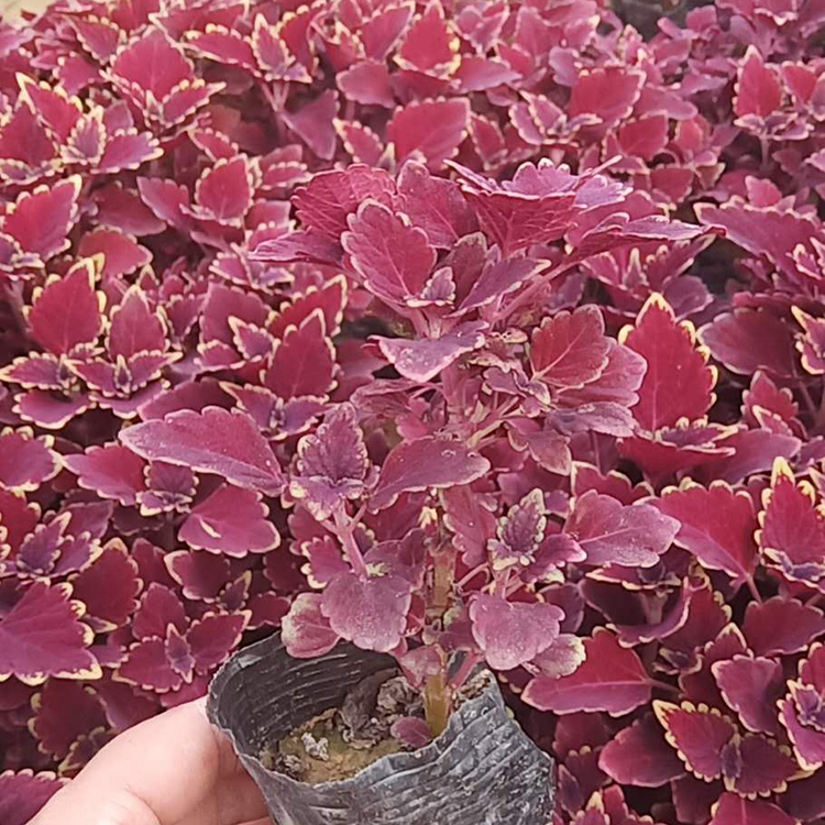 大量批发彩叶草  彩叶草报价  量大更优惠