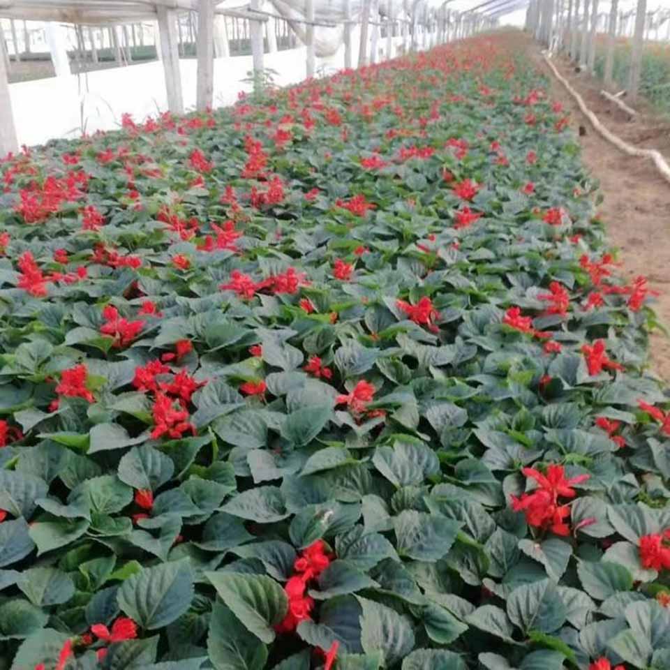 山东鸡冠花种植基地  一串红价格  一串红基地直供