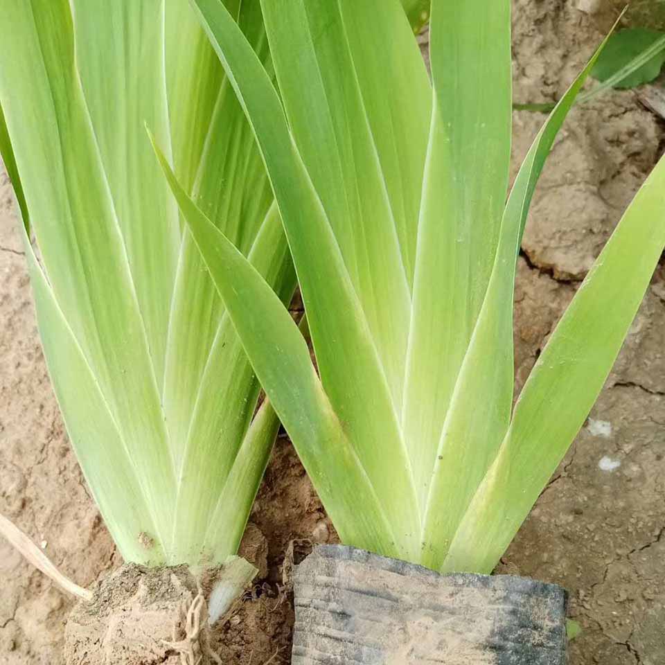 基地直销德国鸢尾 鸢尾小苗  水生植物批发