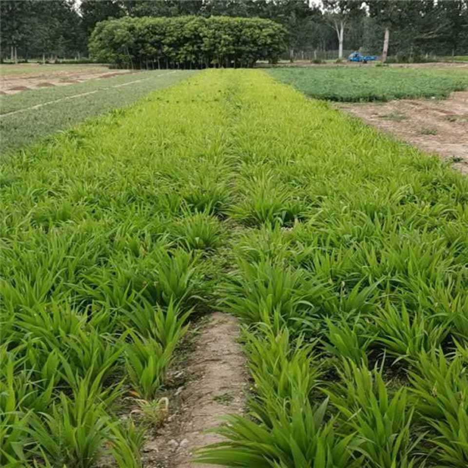 常年供应水生鸢尾 鸢尾价格  水生鸢尾批发基地