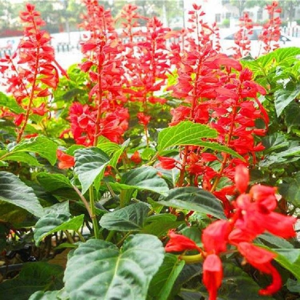 山东鸡冠花种植基地  一串红盆栽  道路绿化一串红