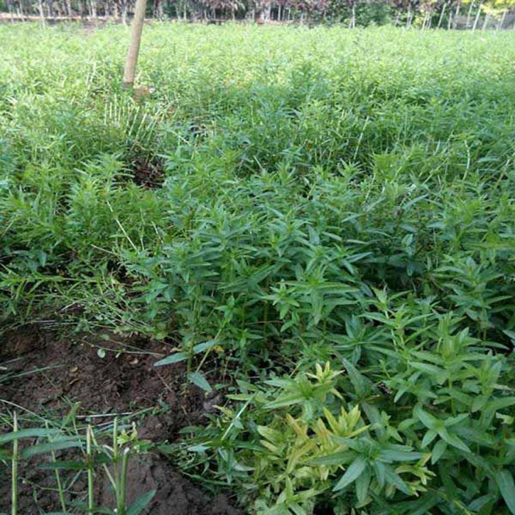 基地长期供应千屈菜 千屈菜种植基地  大量供应
