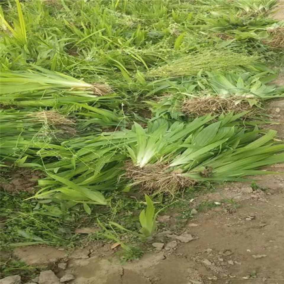 基地直销德国鸢尾 黄花鸢尾  绿化用水生鸢尾