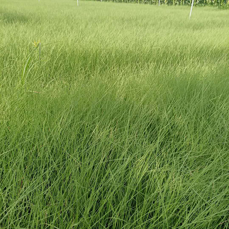粉黛乱子草供应商 青州草花 粉黛乱子草小苗