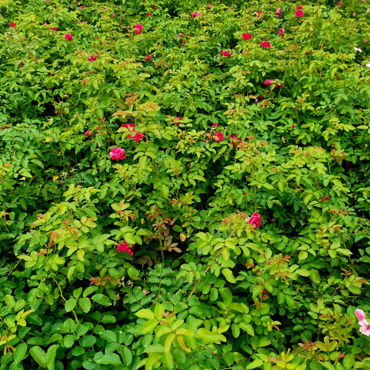 价格从优 聚花月季 丰花月季基地供应