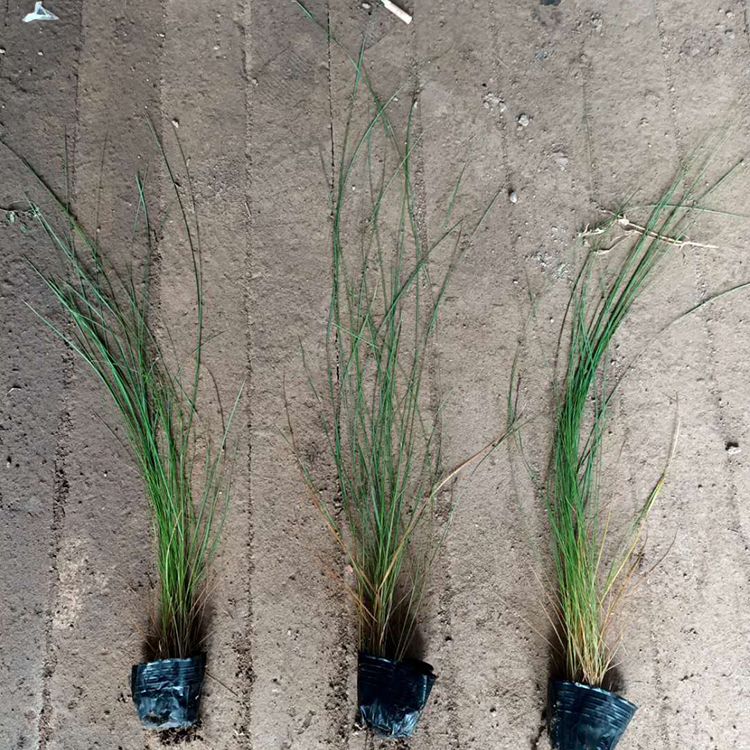 绿化用粉黛乱子草 草花培育基地 粉黛乱子草基地 多年生草本植物