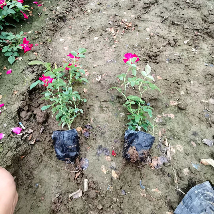 山东丰花月季行情 价格从优 丰花月季