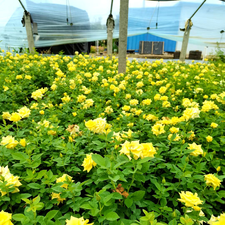 山东丰花月季批发 苗圃供应 丰花月季
