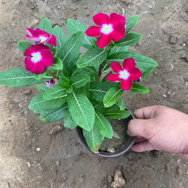 天天开盆栽 观赏价值高 花期较长 批发优惠