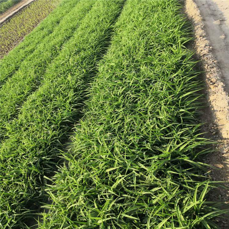 大花萱草 大花萱草小苗批发 苗圃供应