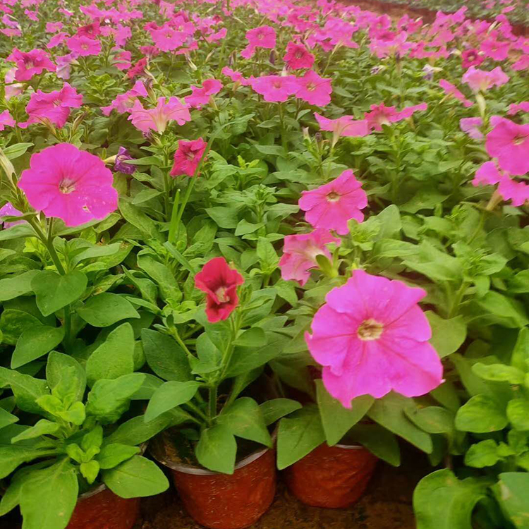矮牵牛苗 大量批发 山东草花基地 矮牵牛批发