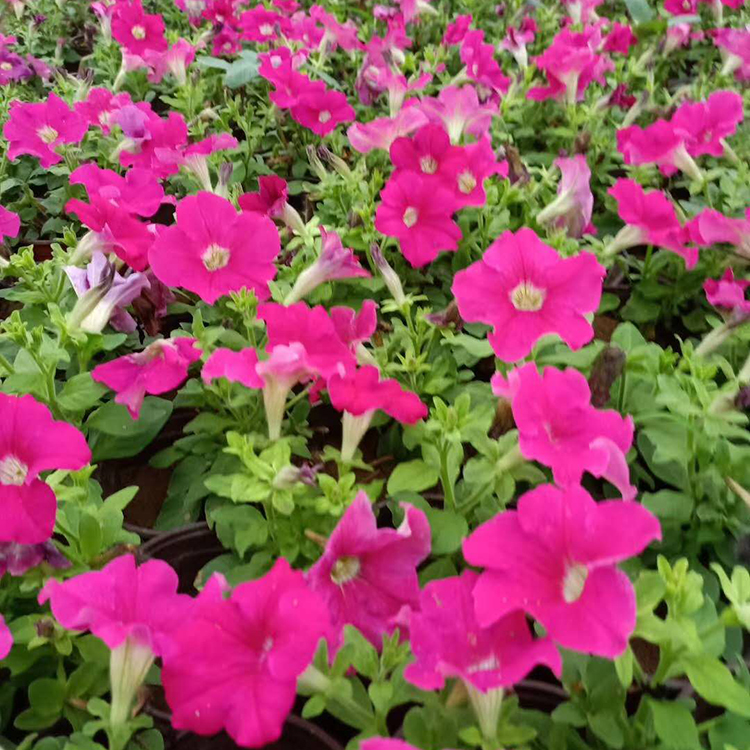 矮牵牛销售 山东草花基地 矮牵牛 大量批发